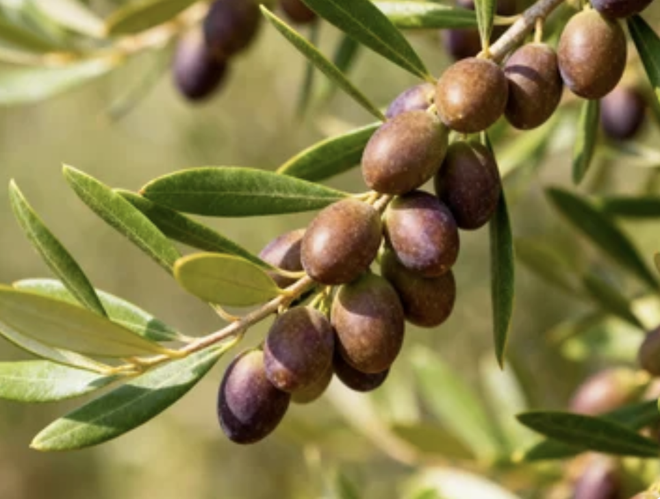 Arbequina Olives