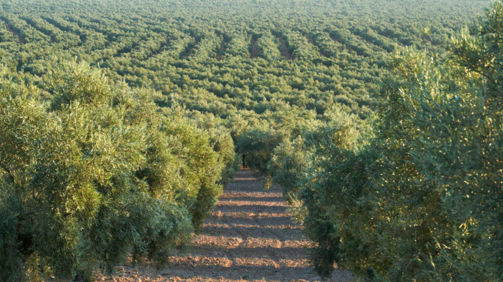 See of Olives Mar de olivos