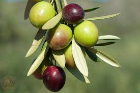 Picual olives
