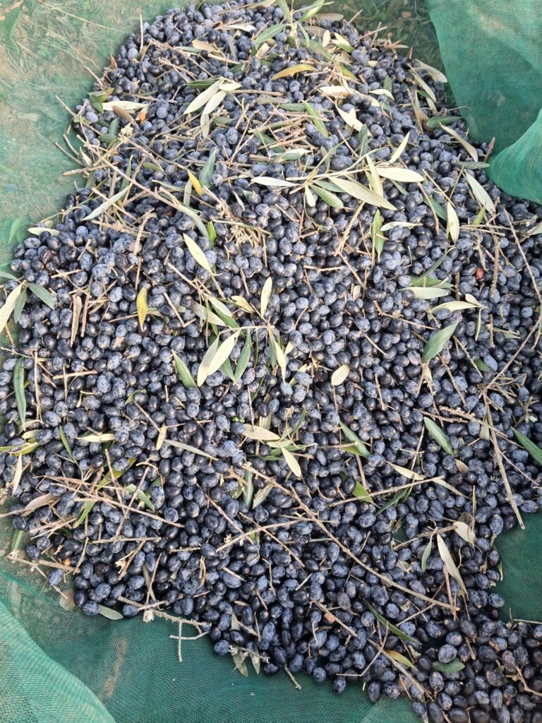 Aceituna en mantilla